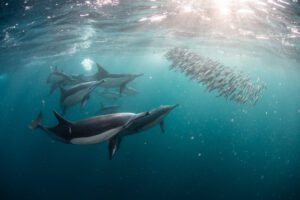 Sardine baitballs being hit by multiple predators Sardine baitballs being hit by multiple predators